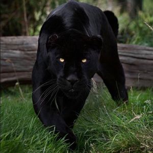 Meet your Posher, Deonte